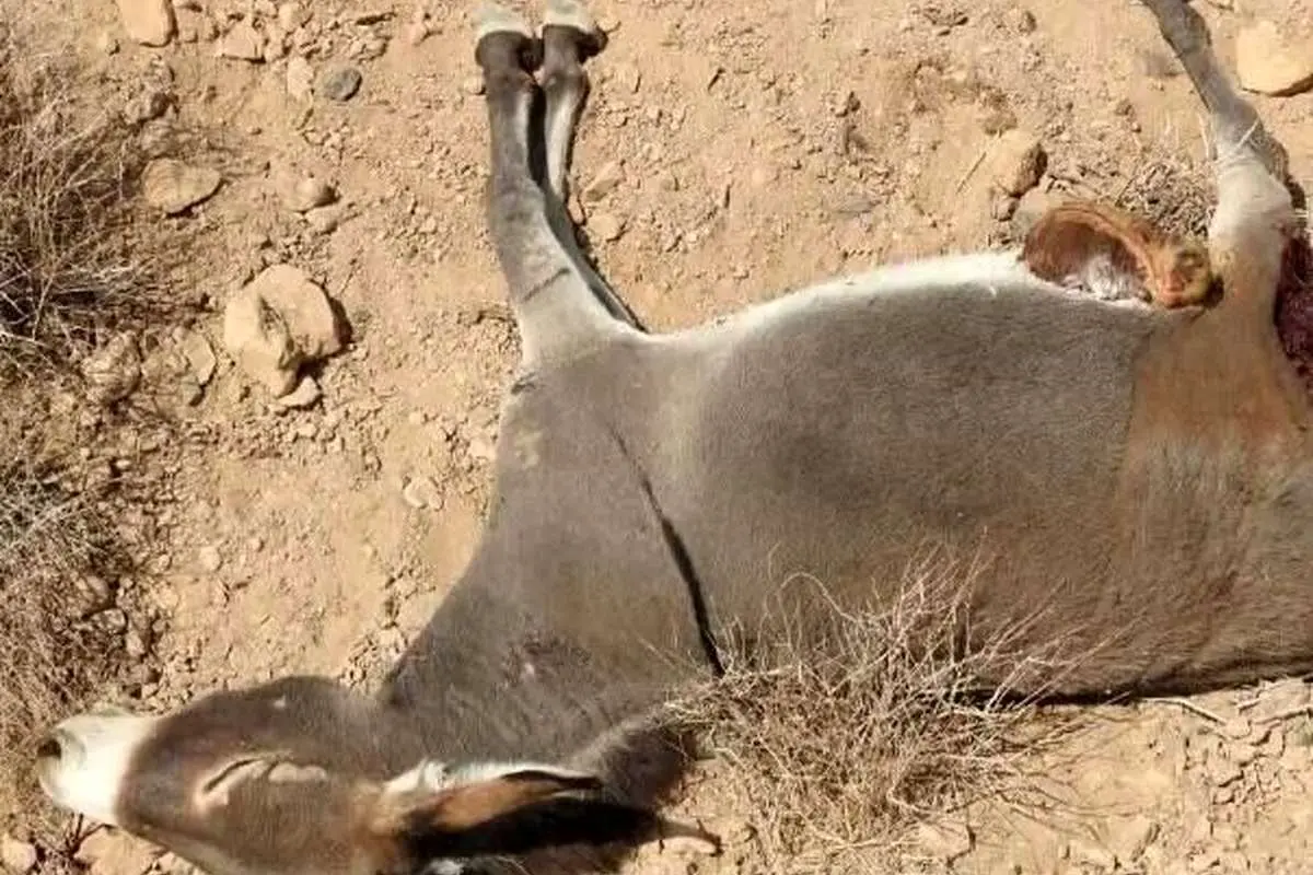 ماجرای کشتار الاغ‌های بی‌صاحب در میناب چیست؟