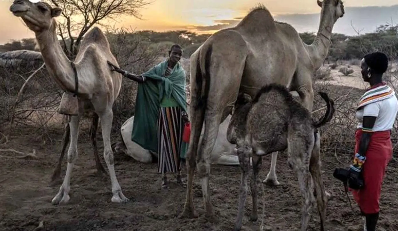 در نبرد کنیا با خشکسالی، شترها جای گاوها را گرفتند