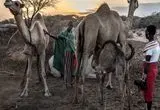 در نبرد کنیا با خشکسالی، شترها جای گاوها را گرفتند