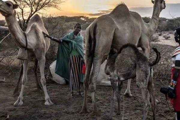 در نبرد کنیا با خشکسالی، شترها جای گاوها را گرفتند