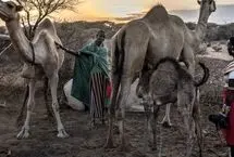 در نبرد کنیا با خشکسالی، شترها جای گاوها را گرفتند