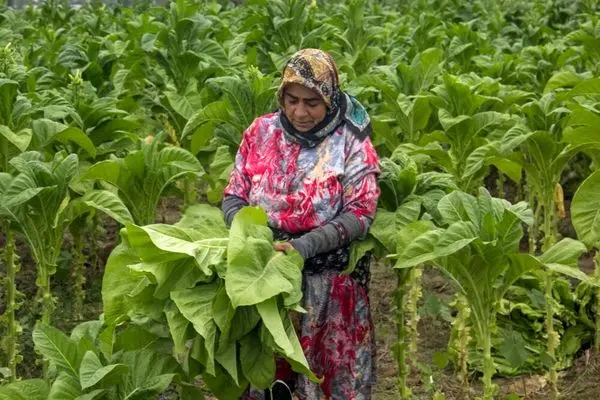 تصاویر؛ برداشت توتون در گلستان