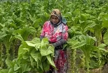 تصاویر؛ برداشت توتون در گلستان