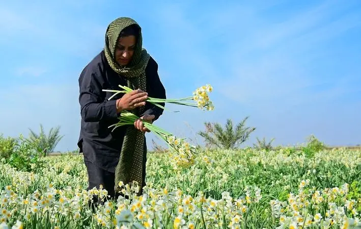 تصاویر؛ برداشت گل نرگس در بهبهان