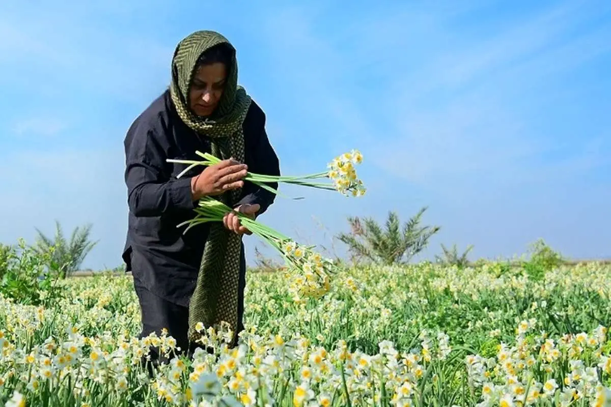 تصاویر؛ برداشت گل نرگس در بهبهان