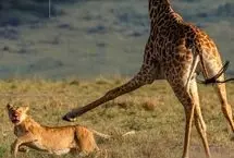 صحنه‌ای تأثربرانگیز از حیات‌وحش؛ زرافه مادر از بچه مرده‌اش دفاع کرد