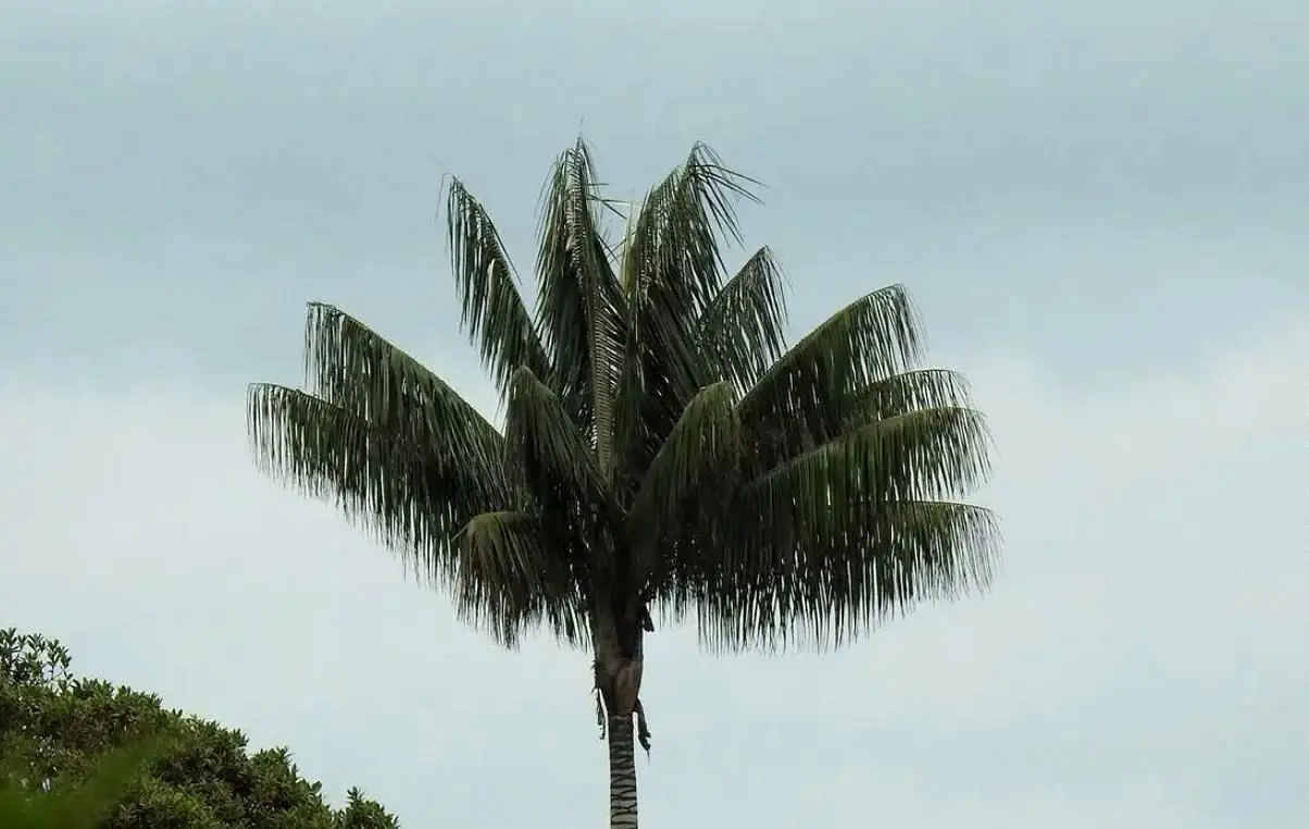 درختانی که در ۶۵ سالگی شکوفه دادند