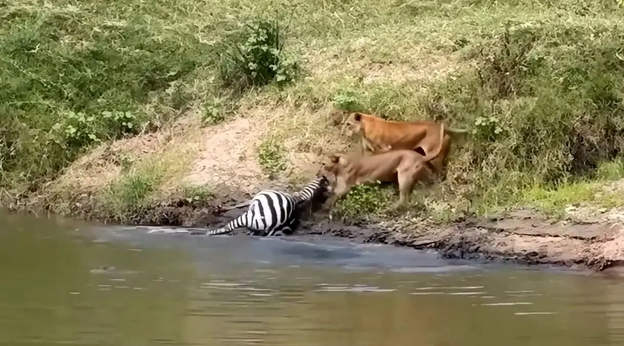 ببینید؛ شیرها یک گورخر را از تمساح‌ها دزدید