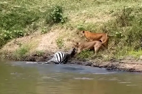 ببینید؛ شیرها یک گورخر را از تمساح‌ها دزدید