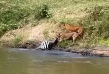 ببینید؛ شیرها یک گورخر را از تمساح‌ها دزدید