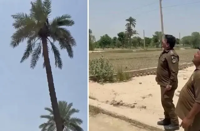 دستگیری عجیب یک متهم فراری با قطع درخت نخل