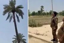 دستگیری عجیب یک متهم فراری با قطع درخت نخل