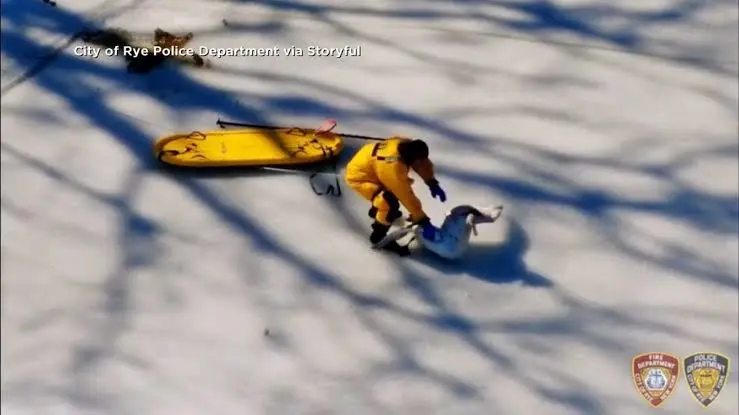 نجات یک قو گرفتار در برکه یخ‌زده