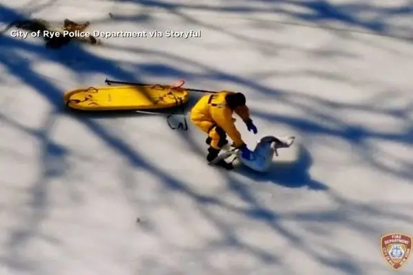 نجات یک قو گرفتار در برکه یخ‌زده