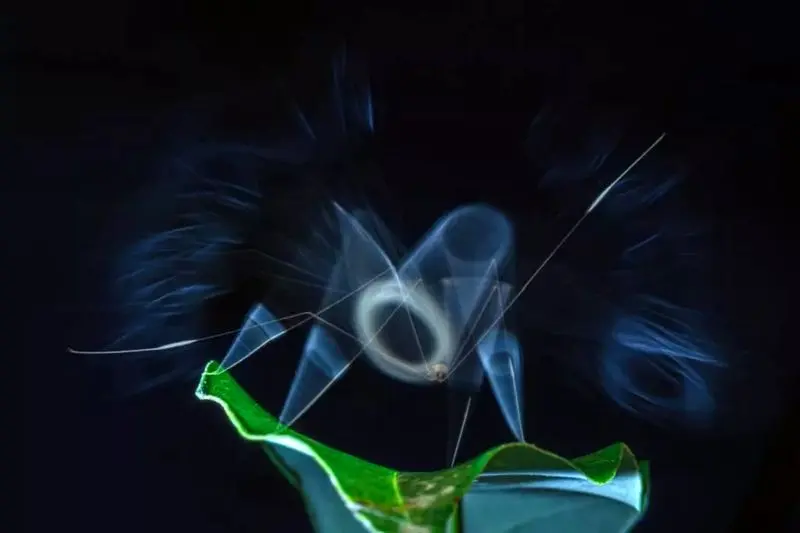 تصاویر حیات وحش ۲۰۲۵