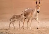 تصاویر؛ تولد نخستین کره‌خر در عربستان پس از یک قرن