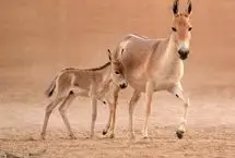 تصاویر؛ تولد نخستین کره‌خر در عربستان پس از یک قرن