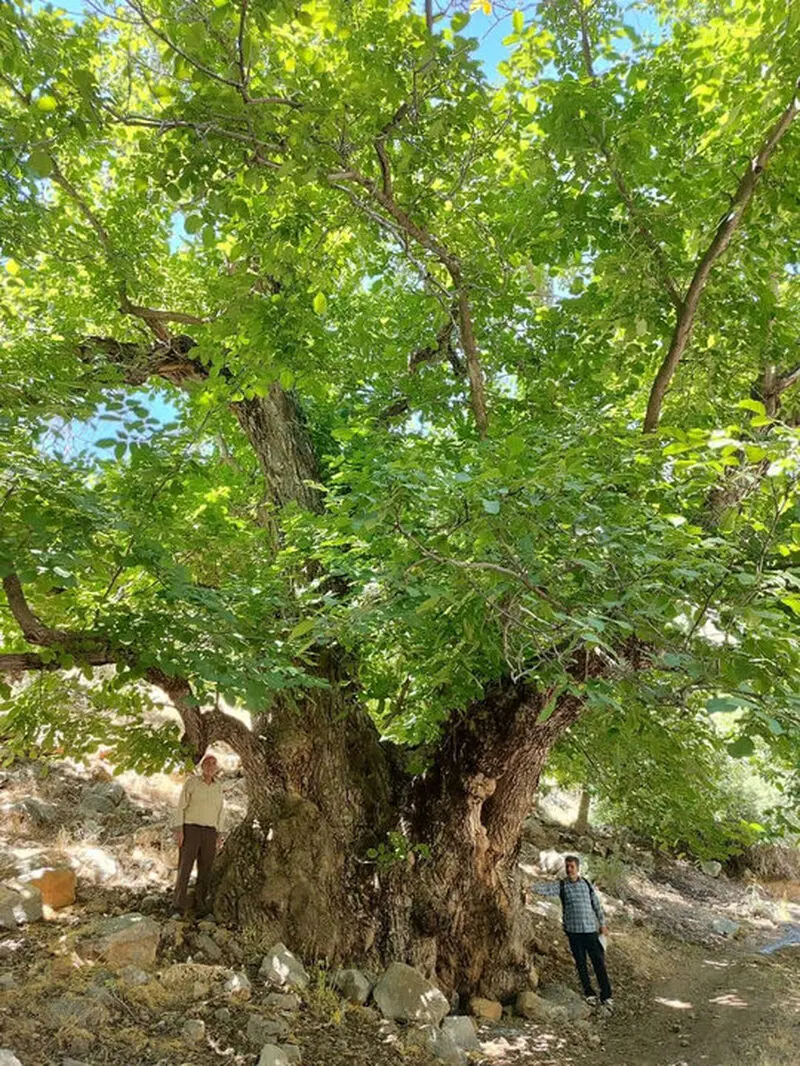 کهن ترین درخت