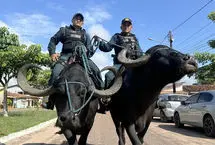 ببینید؛ پلیس‌های گاومیش‌سوار