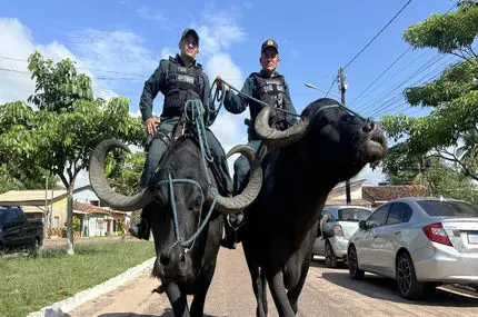 ببینید؛ پلیس‌های گاومیش‌سوار