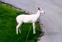 مشاهده یک گوزن سفید نادر