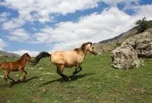 تصاویر؛ طبیعت تابستانی کوهستان چالوس