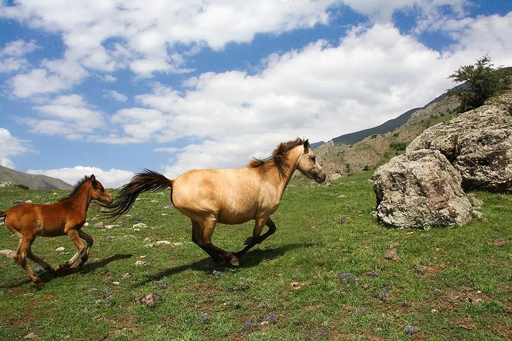 تصاویر؛ طبیعت تابستانی کوهستان چالوس