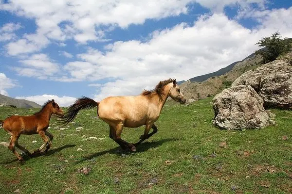 تصاویر؛ طبیعت تابستانی کوهستان چالوس