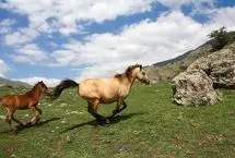 تصاویر؛ طبیعت تابستانی کوهستان چالوس