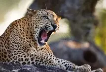 ببینید؛ حمله پلنگ به نیروی پلیس در هند 