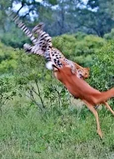 پلنگ یک ایمپالا را در هوا شکار کرد