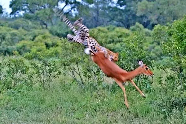 پلنگ یک ایمپالا را در هوا شکار کرد