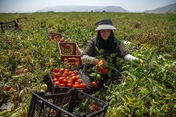 تصاویر؛ سرخی گوجه‌های تابستانه در کامیاران