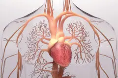 کشف «مغز کوچکِ» قلب!