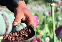 هشدار نماینده مجلس؛ کشت خشخاش جای کشاورزی سنتی را گرفت 