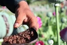 جزئیات تازه از باید و نبایدهای کشت خشخاش 