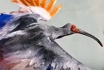 بازگشت پرنده‌ای منقرض‌شده به طبیعت ژاپن