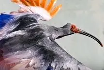 بازگشت پرنده‌ای منقرض‌شده به طبیعت ژاپن