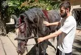ببینید؛ کشته و زخمی شدن چند اسب در حمله پهپادی روسیه به اوکراین