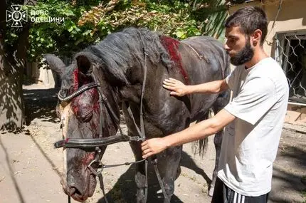 ببینید؛ کشته و زخمی شدن چند اسب در حمله پهپادی روسیه به اوکراین