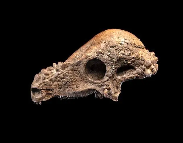 جمجمه دایناسور ۲ میلیون دلاری در موزه!