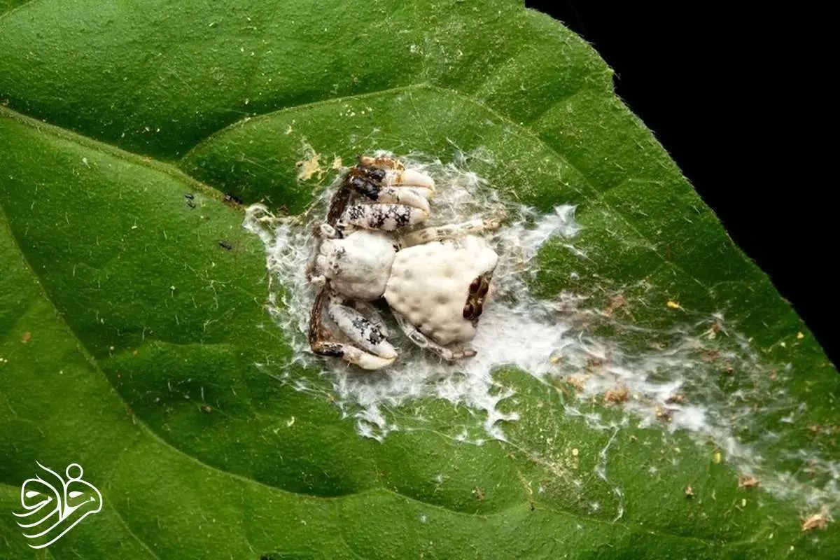 عنکبوتی که برای بقا خود را شبیه مدفوع پرنده می کند!