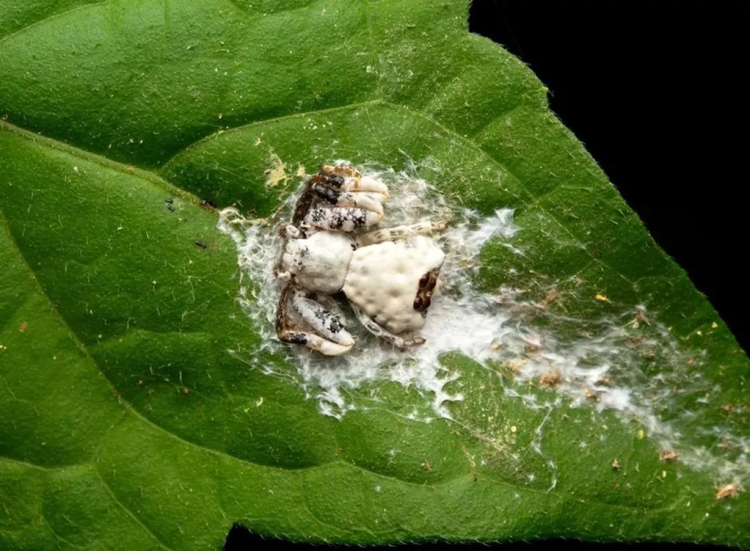 عنکبوتی که برای بقا خود را شبیه مدفوع پرنده می کند!