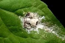 عنکبوتی که برای بقا خود را شبیه مدفوع پرنده می کند!