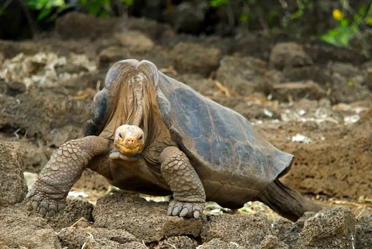 جورج تنها؛ لاک‌پشتی غول‌پیکر که با مرگش تاریخ‌ساز شد!
