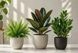بهترین گیاهان تصفیه کننده هوا برای خانه