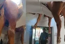 سقوط عجیب گاو نر به داخل خانه