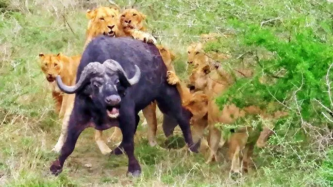 ببینید: نجات معجزه آسای بوفالو از چنگال 17 شیر