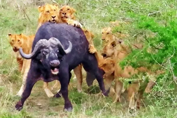 ببینید: نجات معجزه آسای بوفالو از چنگال 17 شیر