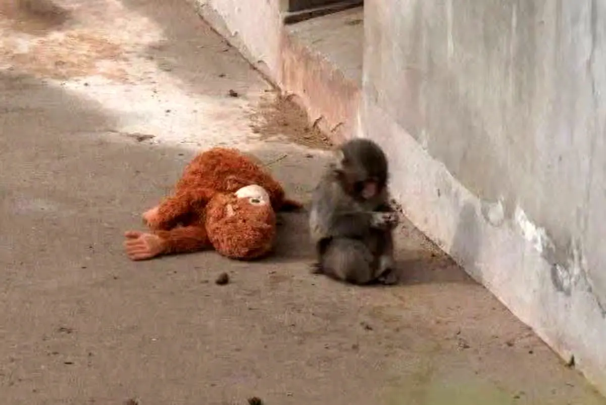 بچه میمون یتیم و معروف سرانجام مادر پیدا کرد